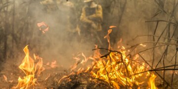 Pantanal é o bioma mais atingido pelo aumento da temperatura no país