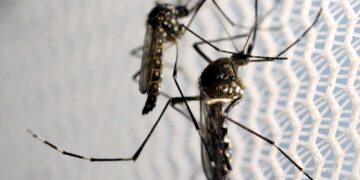 Vacina contra a dengue do Butantan pode beneficiar saúde global