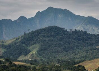 SOS Mata Atlântica mobiliza setor privado para conservação do bioma