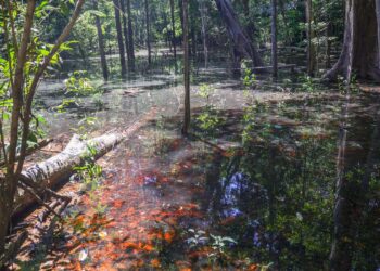 Dinossauros viveram na Amazônia, descobrem pesquisadores de Roraima