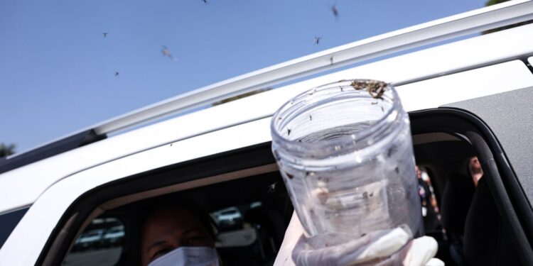 Saúde libera mosquitos estéreis para frear reprodução do Aedes