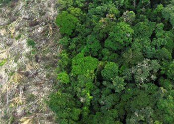 No Amazonas, 62% da exploração madeireira é feita ilegalmente