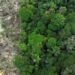 No Amazonas, 62% da exploração madeireira é feita ilegalmente