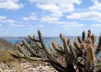 Ameaçada de desertificação, Caatinga terá área recuperada