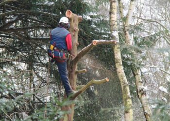 Lei permite poda ou corte de árvores quando órgão ambiental se omite – Notícias