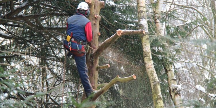 Lei permite poda ou corte de árvores quando órgão ambiental se omite – Notícias