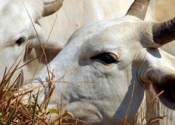 Bois exportados vivos: ONGs denunciam precariedade e riscos ambientais