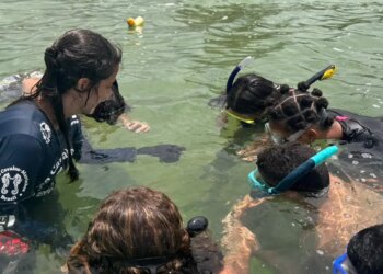 Projeto no Rio forma guardiões de cavalos-marinhos de 12 a 14 anos