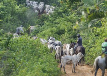 Operação em terra indígena no Pará resulta em mais um assassinato