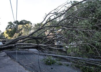Queda de árvore provoca morte em Guarulhos, diz Defesa Civil