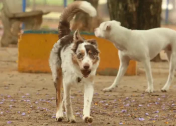 Brasil tem cerca de 30 milhões de animais domésticos abandonados