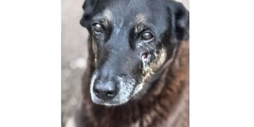 Adolescentes suspeitos de matar o cão Orelha voltam ao Brasil