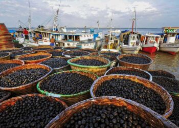 Açaí é reconhecido em lei como fruta nacional — Senado Notícias