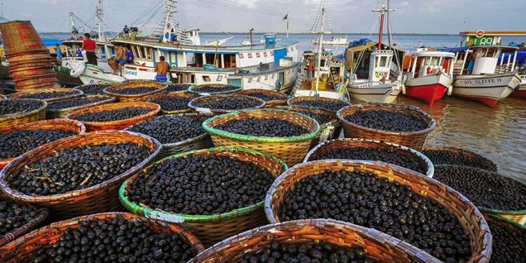 Açaí é reconhecido em lei como fruta nacional — Senado Notícias