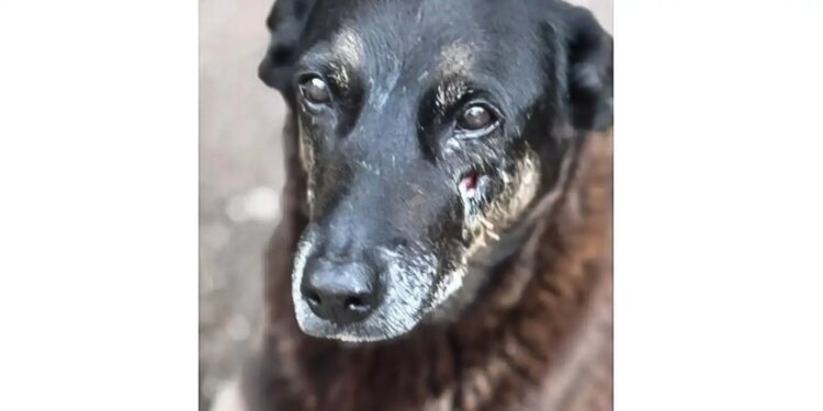 Saiba que sanções podem ser aplicadas a jovens que mataram cão Orelha