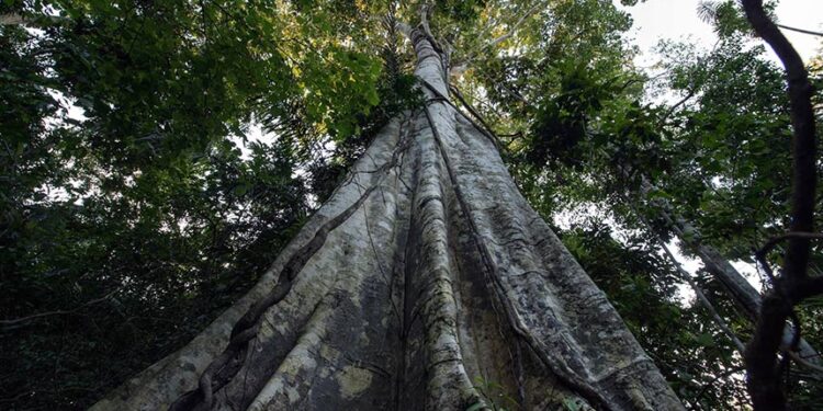 licenciamento ambiental e COP 30 marcam atividade no Senado — Senado Notícias