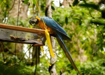 Parque Nacional da Tijuca recebe primeira soltura de araras-canindés