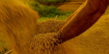 Lei reconhece Mirim Doce, em Santa Catarina, como Capital Nacional do Melhor Arroz – Notícias