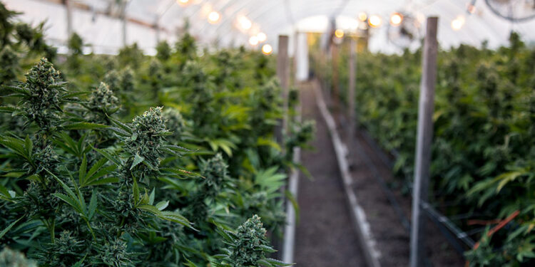 CRA pode votar regulamentação da cannabis medicinal — Senado Notícias