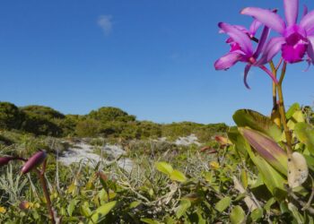 Inpe confirma redução de desmatamento na maioria dos biomas em 2024