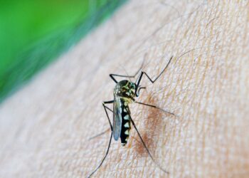 Estado de São Paulo confirma primeira morte por dengue em 2026