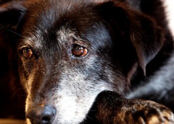 Justiça condena lojista a 5 anos de reclusão por maus-tratos a cães