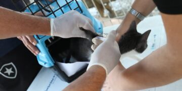 Conselho de Veterinária alerta para doença que afeta gatos