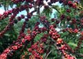 Conab prevê colheita recorde de café com crescimento de 17,1% em 2026