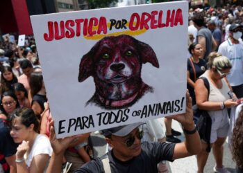 Caso Orelha: polícia pede internação de adolescente envolvido no crime