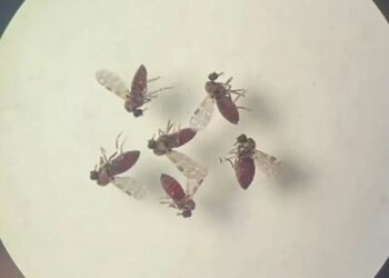 Estudo explica diferença de sintomas entre febre do Oropouche e dengue