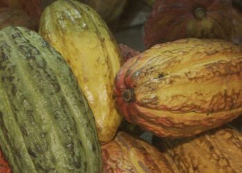 Governo suspende importação de cacau da Costa do Marfim