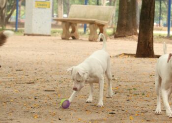 Estatuto dos Cães e Gatos prevê penas para quem maltratar animais