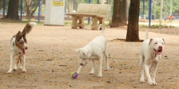 Estatuto dos Cães e Gatos prevê penas para quem maltratar animais