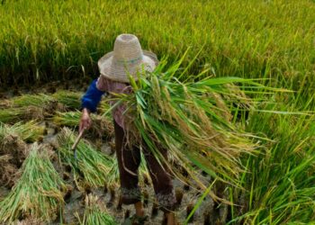 Promulgado protocolo da OIT contra trabalho forçado