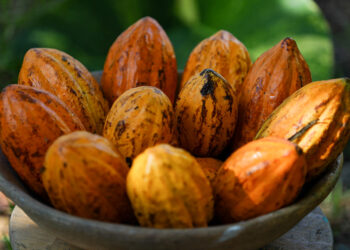 Importadores de cacau têm prazo menor para benefício fiscal após MP — Senado Notícias