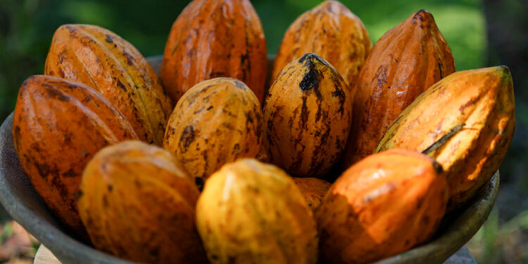 Importadores de cacau têm prazo menor para benefício fiscal após MP — Senado Notícias