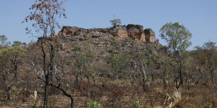 Pesquisa com IA identifica terras agrícolas abandonadas no Cerrado