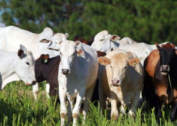 CRA pode facilitar exportação de miúdos bovinos — Senado Notícias