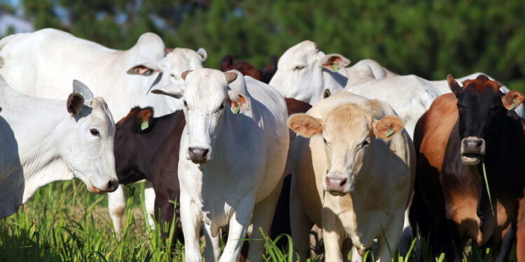 CRA pode facilitar exportação de miúdos bovinos — Senado Notícias