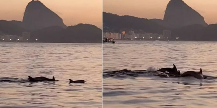 Golfinhos encantam banhistas no Rio e indicam boas condições de praia