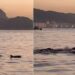 Golfinhos encantam banhistas no Rio e indicam boas condições de praia