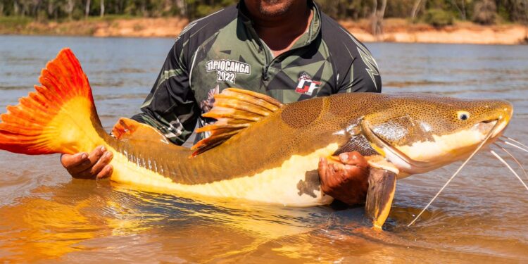 COP15 aprova maior proteção de bagres gigantes da Amazônia e ariranhas