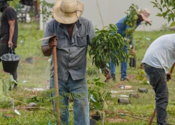 BB vai compensar emissões da COP15 no Brasil