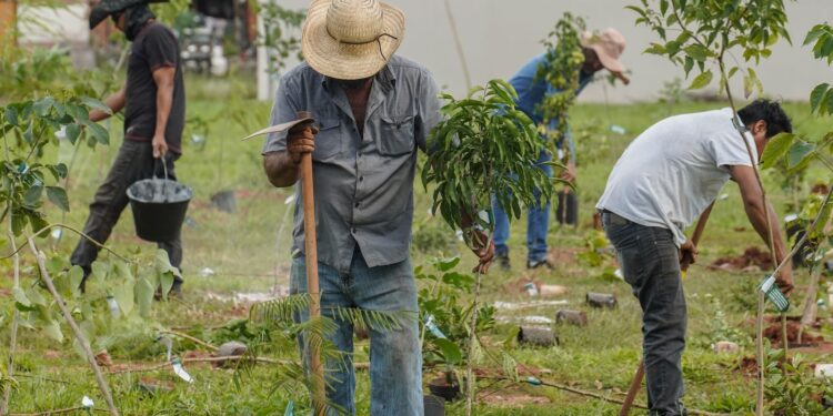BB vai compensar emissões da COP15 no Brasil