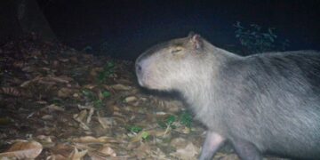 Capivara é agredida na zona norte do Rio e autores são presos