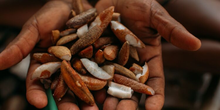 Instituto oferece bolsas para estimular bioeconomia amazônica