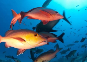 Lista de peixes e invertebrados ameaçados de extinção é atualizada