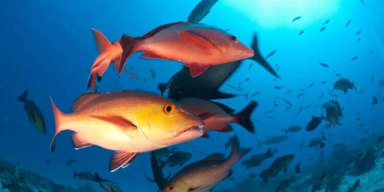 Lista de peixes e invertebrados ameaçados de extinção é atualizada