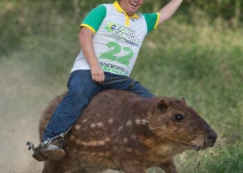 Opinião  – Paca que condena, também absolve