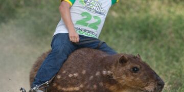 Opinião  – Paca que condena, também absolve